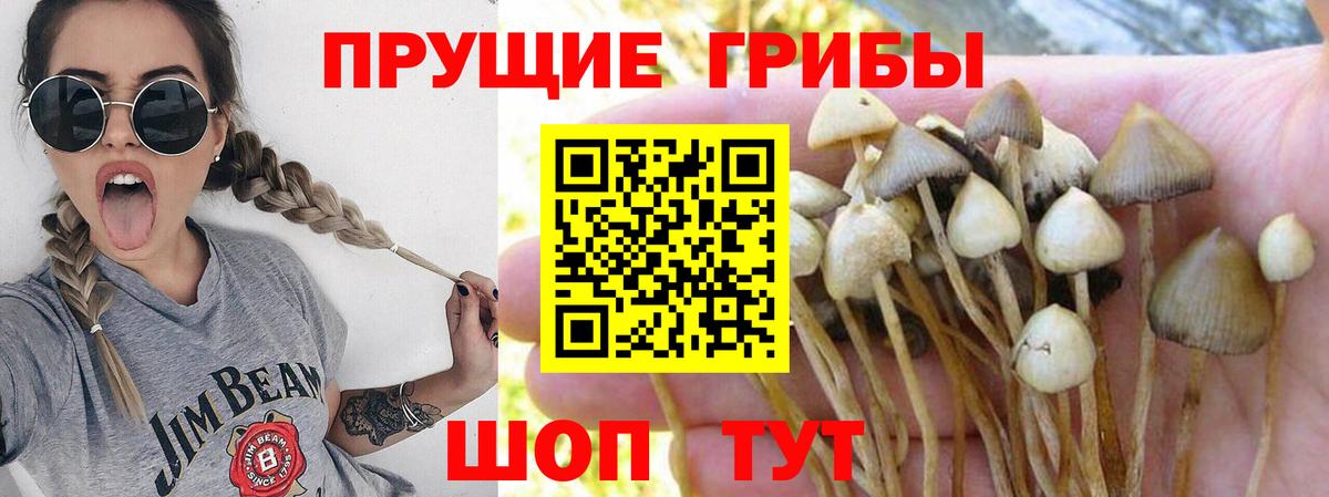 Псилоцибиновые грибы MAGIC MUSHROOMS Камышлов
