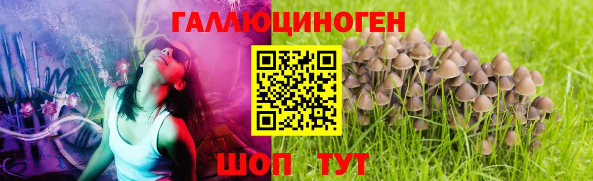 Камышлов  Псилоцибиновые грибы GOLDEN TEACHER  Галлюциногенные грибы Psilocybine cubensis  Вход с VPN 